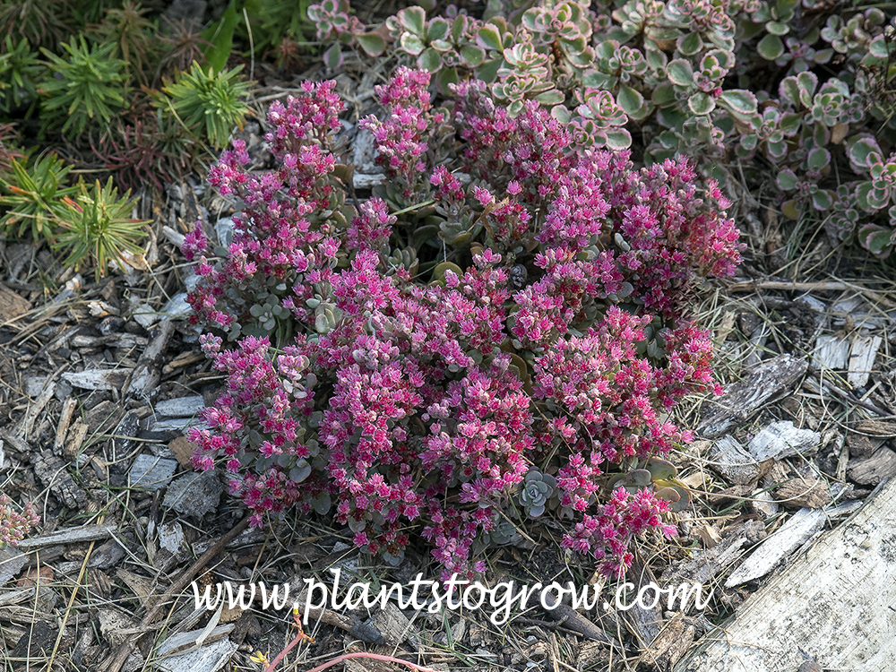 Sunsparkler Sedoro Blue Elf Sedum
Early in its blooming period.